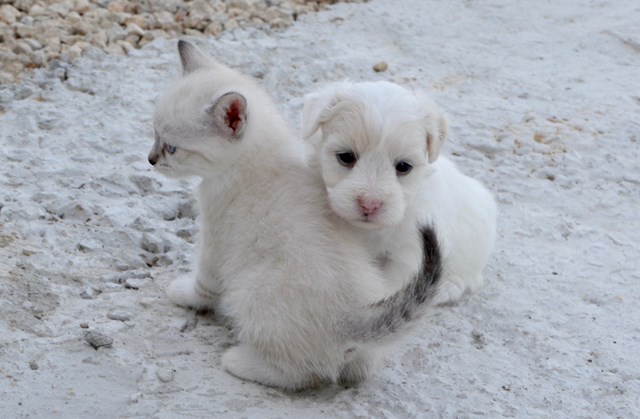 子猫と子犬